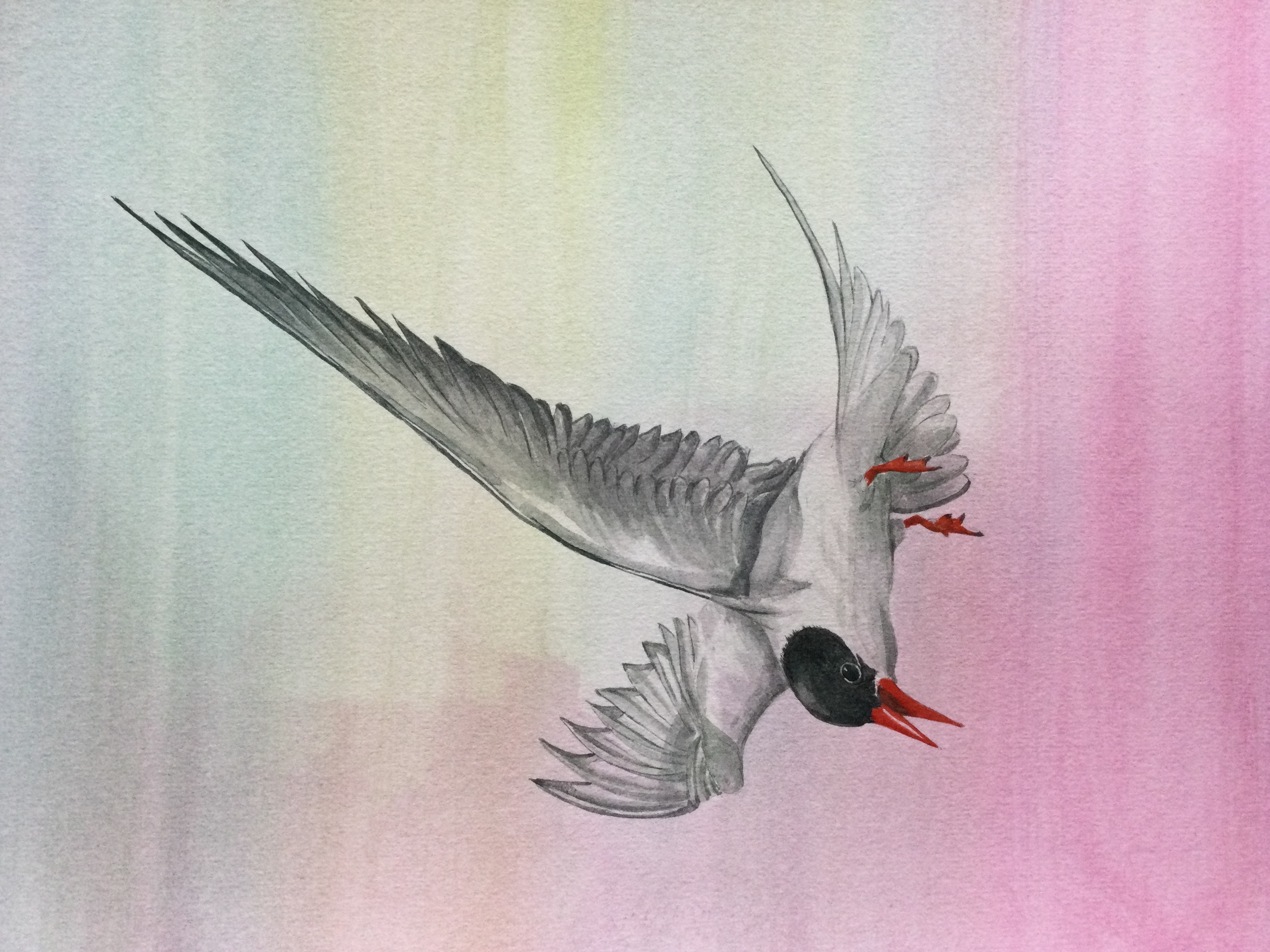 Artic Tern